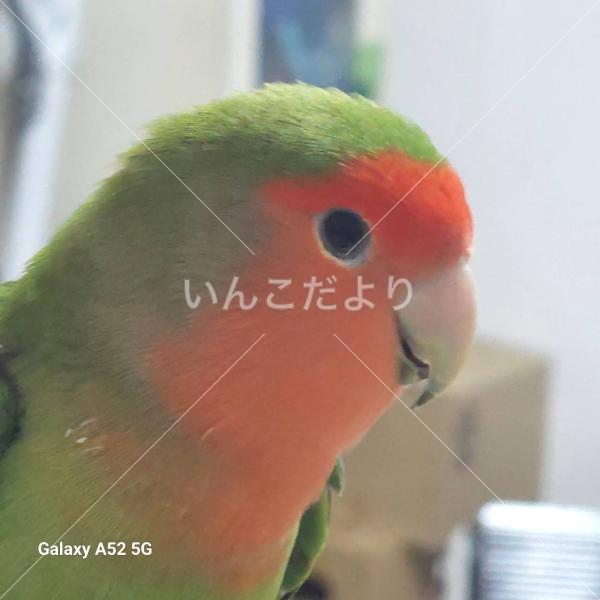 迷い鳥の写真