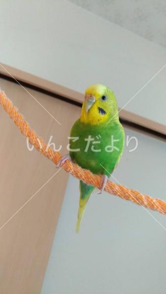 迷い鳥の写真