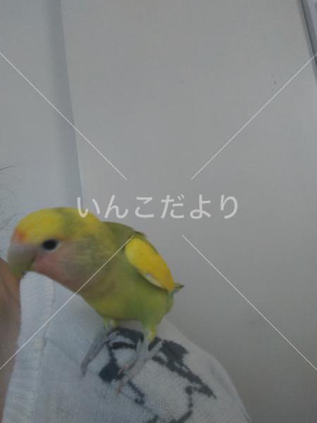 保護鳥の写真