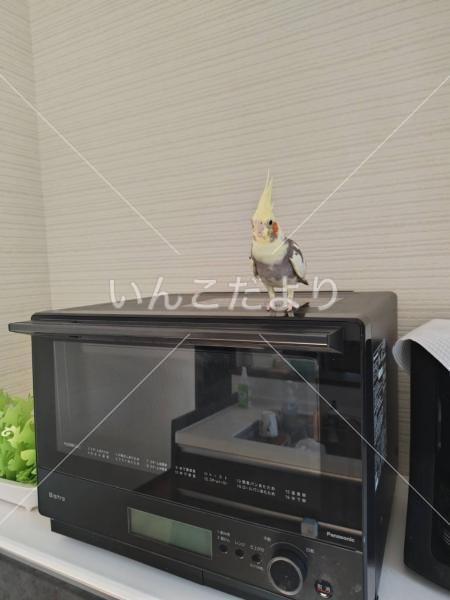 迷い鳥の写真