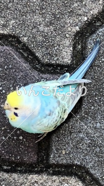 保護鳥の写真