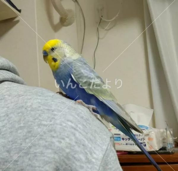 保護鳥の写真