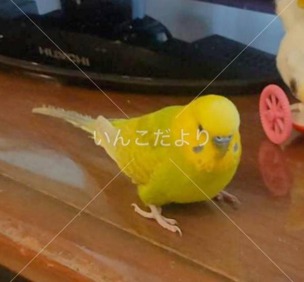 迷い鳥の写真