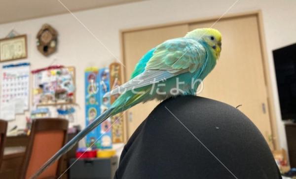 迷い鳥の写真