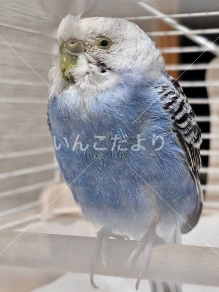 保護鳥の写真