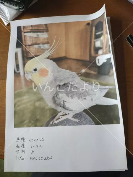 迷い鳥の写真