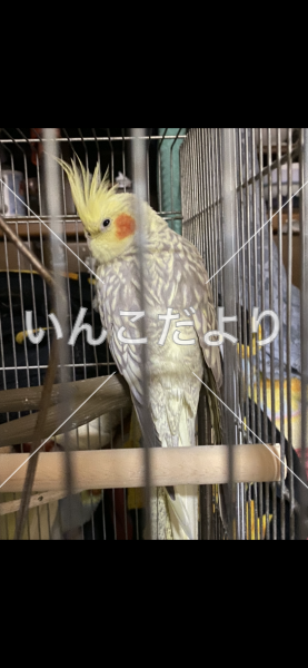 迷い鳥の写真