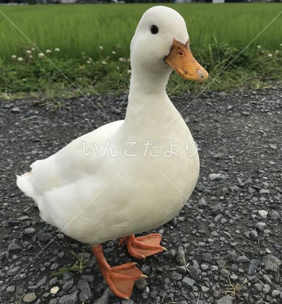 迷い鳥の写真