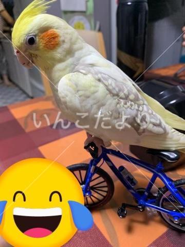 迷い鳥の写真