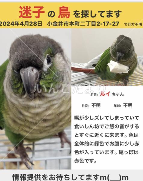 迷い鳥の写真