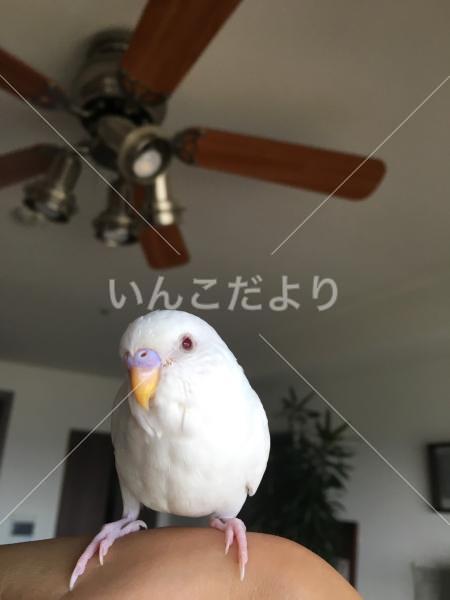 迷い鳥の写真