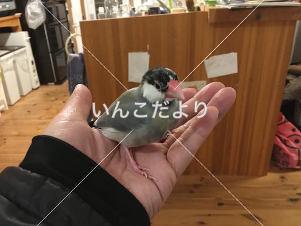 迷い鳥の写真