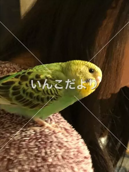 迷い鳥の写真