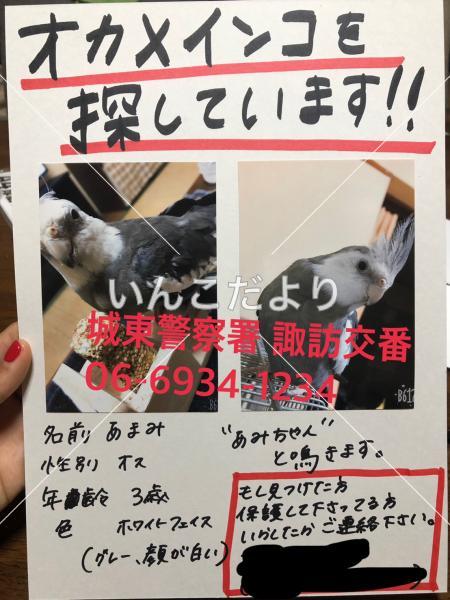 迷い鳥の写真