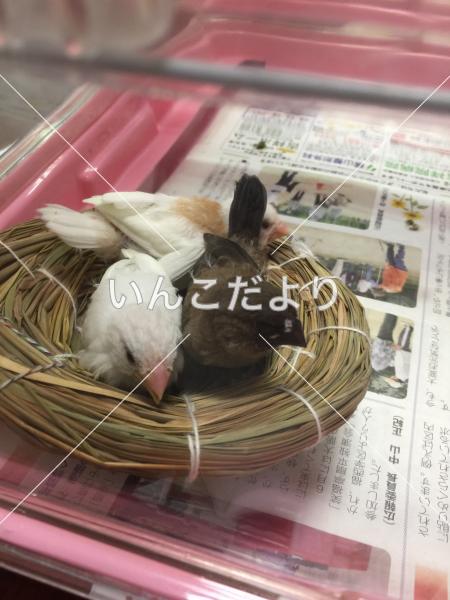 迷い鳥の写真