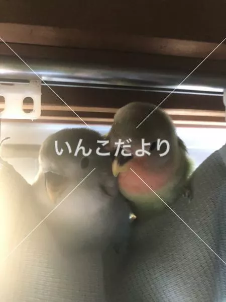 迷い鳥の写真