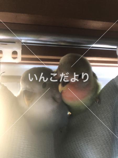 迷い鳥の写真