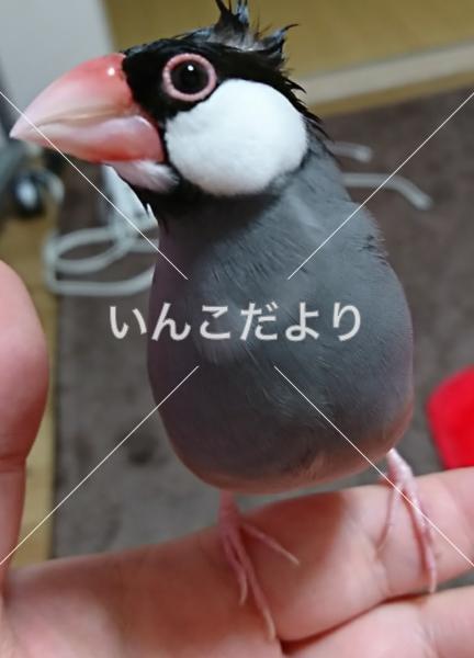 迷い鳥の写真