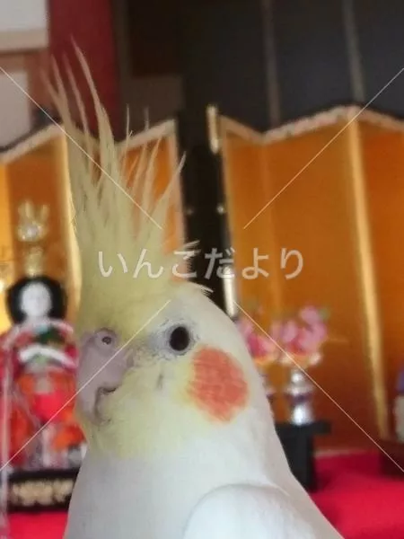 迷い鳥の写真