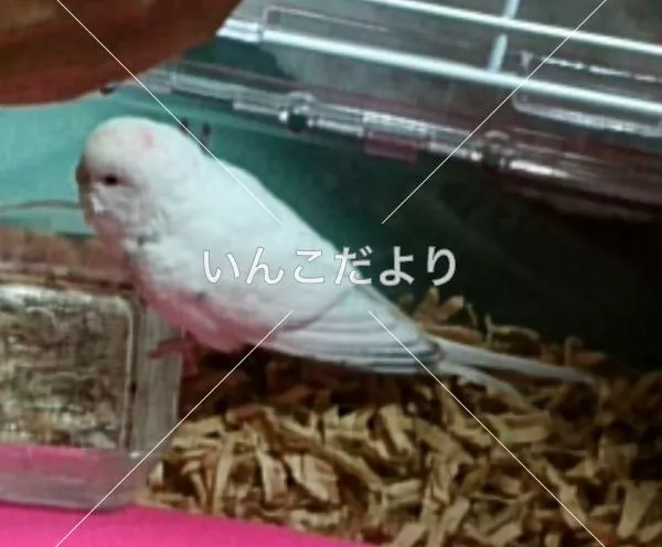 保護鳥の写真