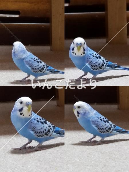 迷い鳥の写真