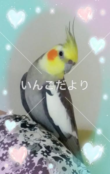 迷い鳥の写真