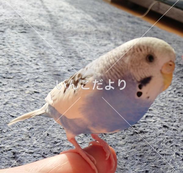 迷い鳥の写真