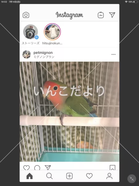 保護鳥の写真