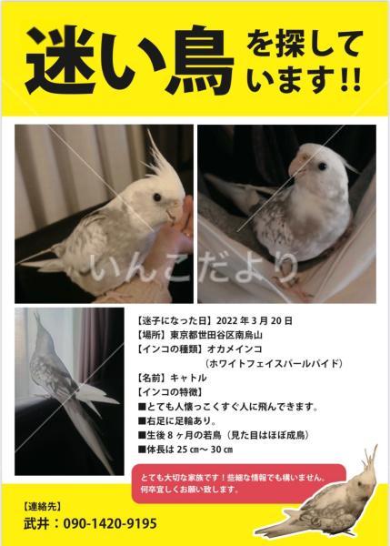 迷い鳥の写真