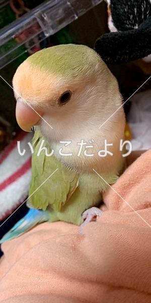 迷い鳥の写真