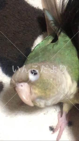 迷い鳥の写真