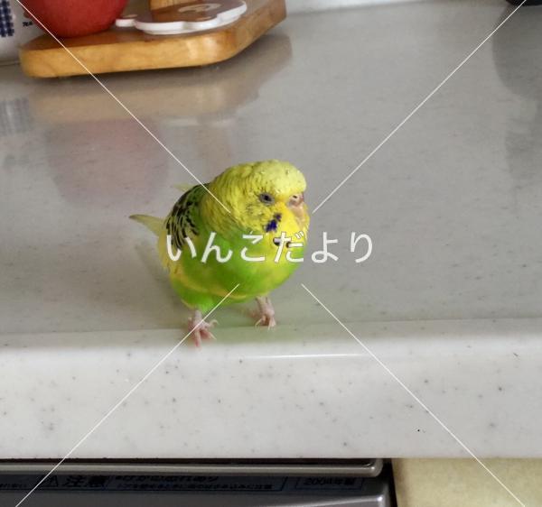 迷い鳥の写真