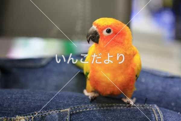 迷い鳥の写真