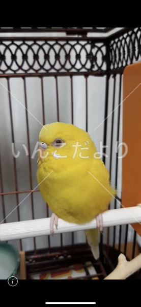 迷い鳥の写真