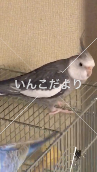 迷い鳥の写真