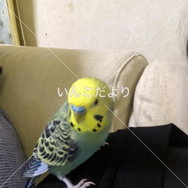 迷い鳥の写真