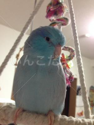 迷い鳥の写真