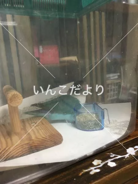 保護鳥の写真