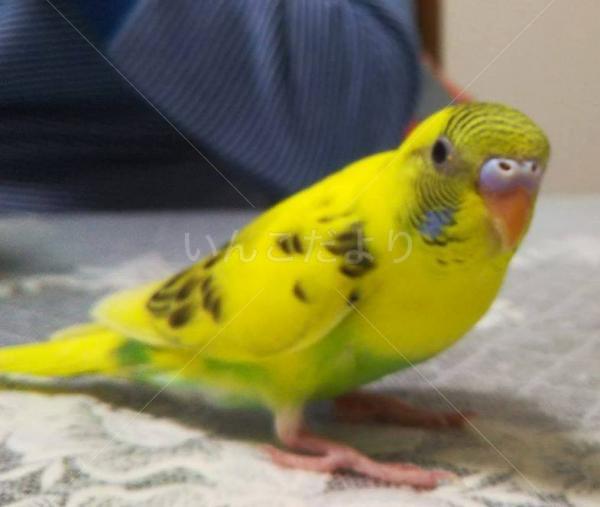 迷い鳥の写真
