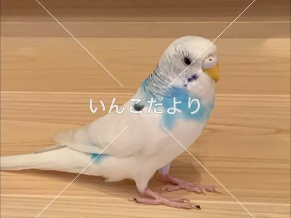 保護鳥の写真