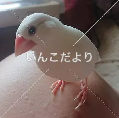 迷い鳥の写真