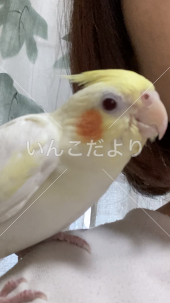 迷い鳥の写真