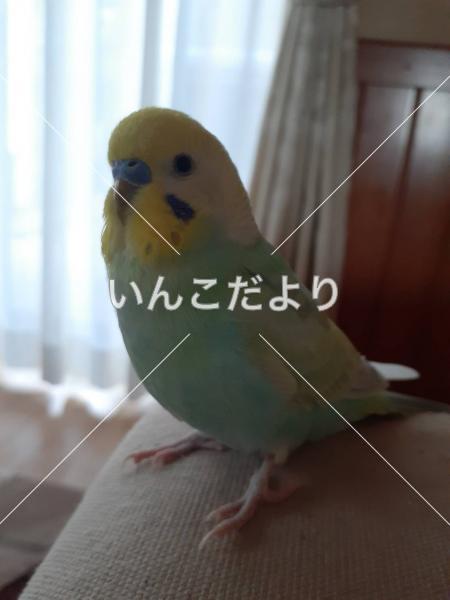 迷い鳥の写真