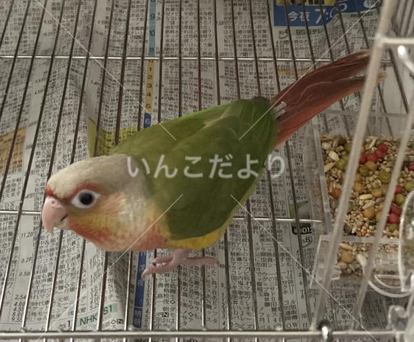 迷い鳥の写真