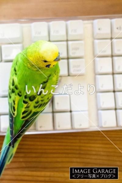 迷い鳥の写真