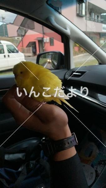 保護鳥の写真