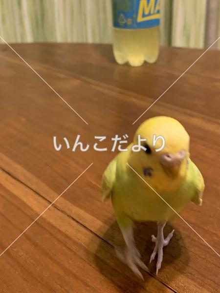 迷い鳥の写真