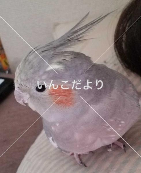 迷い鳥の写真