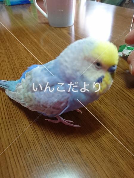 迷い鳥の写真