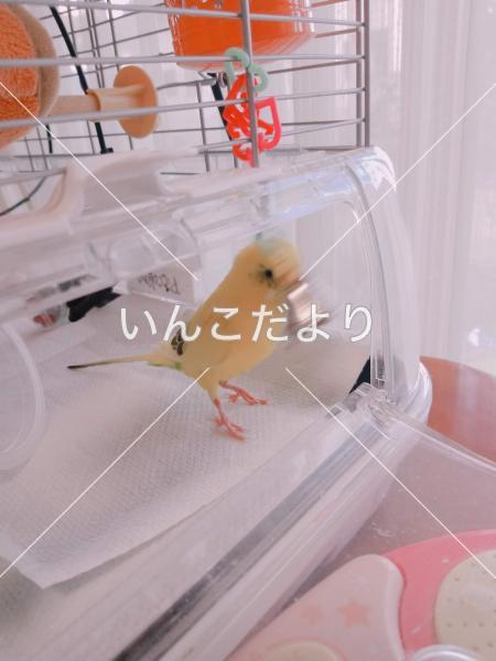 迷い鳥の写真